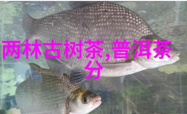 一百茶叶网